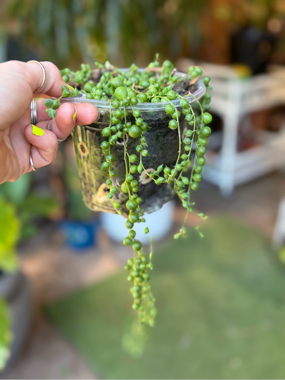 String of Pearls Hanging Succulent - Green